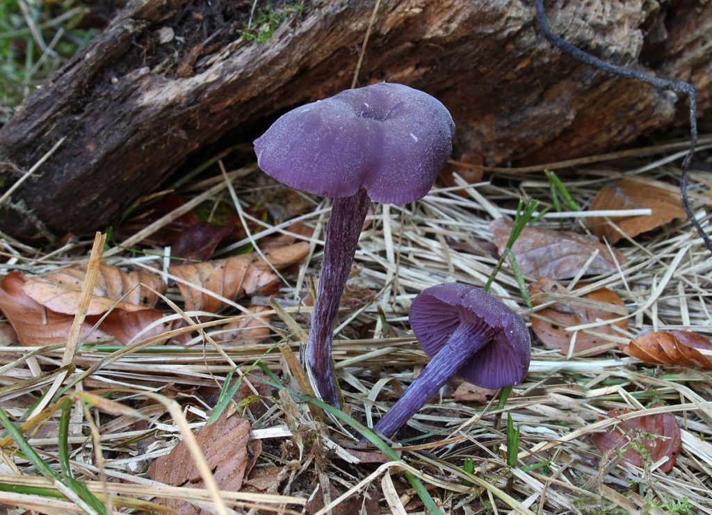 1200pxLaccariaamethystinaLaccaria_amethystea welkom bij Champignon