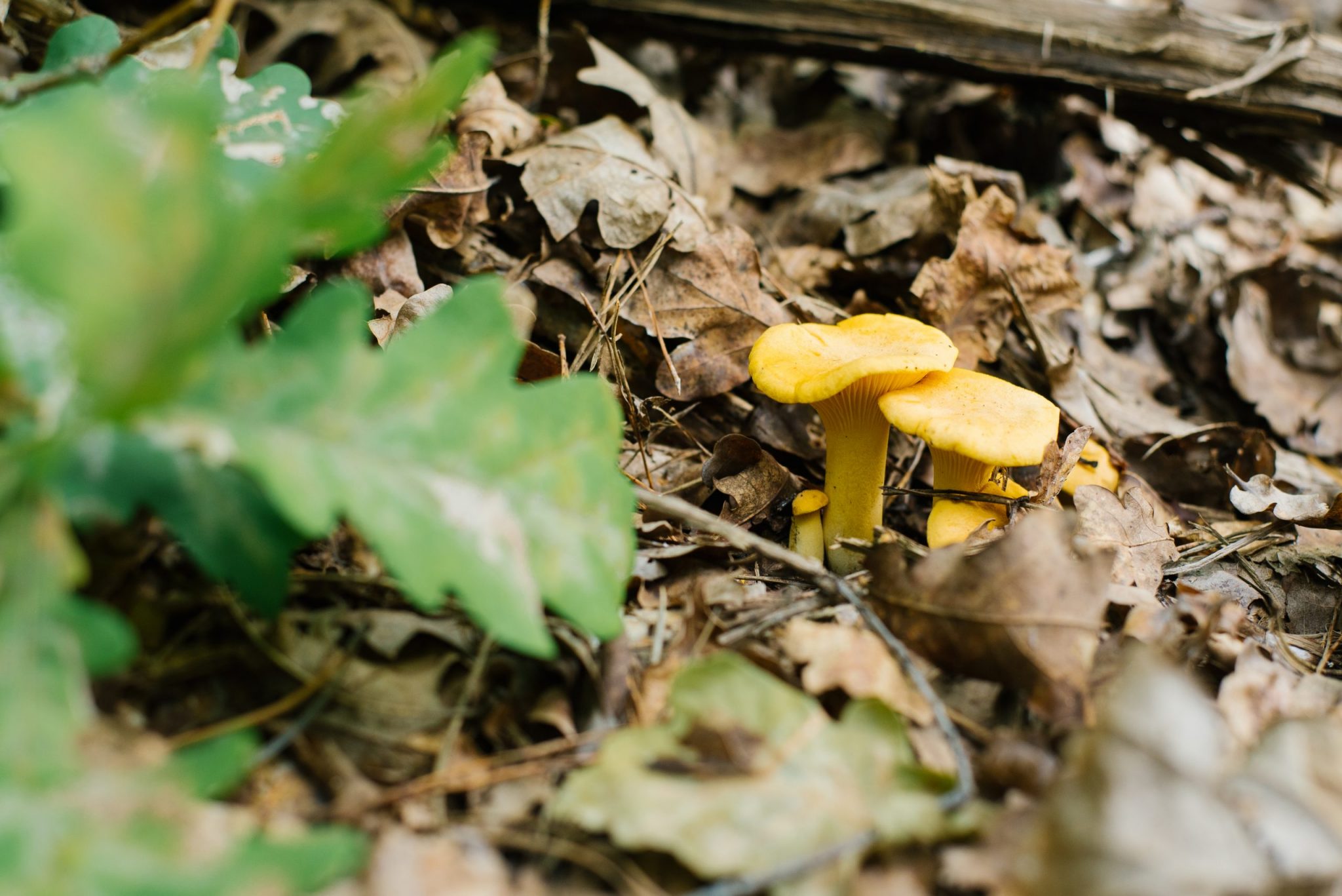 Chanterelle mushrooms grow in the forest welkom bij Champignon